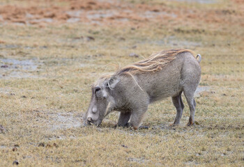 Warthogs eating with its front knees on the ground