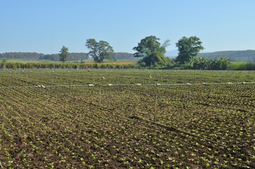 Fototapeta na wymiar field of vegetable in the countryside