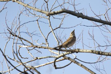 晴れた日に木の枝にとまるツグミ