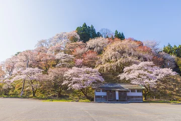 Deurstickers 奈良県吉野山　満開の桜風景　  © スプやん