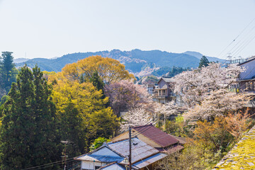 奈良県吉野山　満開の桜風景　
