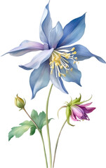 Watercolor painting of Columbine flower.