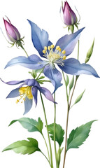 Watercolor painting of Columbine flower.