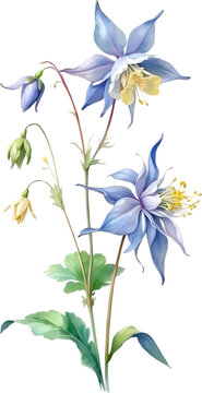 Watercolor painting of Columbine flower.