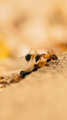 Ants