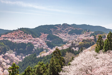 奈良県吉野山　満開の桜風景　

