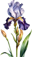 Watercolor painting of Bearded Iris flower. 