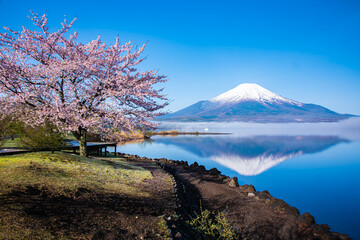 山中湖から逆さ富士と桜