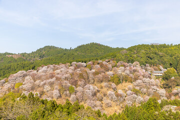 Fototapeta na wymiar 奈良県吉野山　満開の桜風景　 