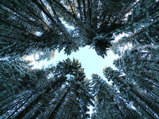 View of the azure sky through the pine and spruce tops