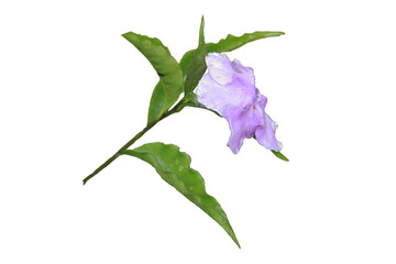 purple jasmine plant isolated transparent background png