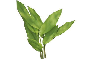 broadleaf turmeric plant isolated transparent background png