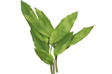 broadleaf turmeric plant isolated transparent background png