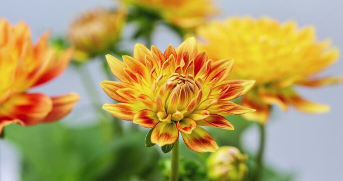 time lapse of the dahlias flower blooming, as an perennial flowering bulbs, It is a world-wide famous landscape greening material and is applied in flower borders, flowerbeds and pot flowers