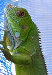 green iguana in net