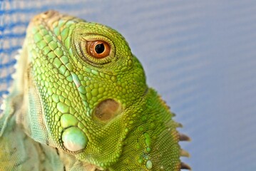 green iguana in the net