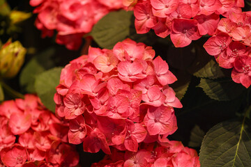 紫陽花