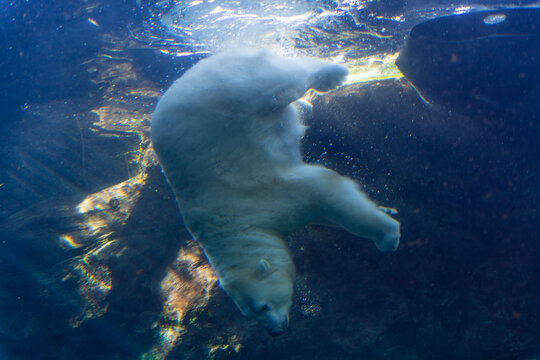 Polar bear in Assiniboine Park Zoo, Winnipeg, Canada