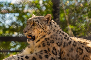 A leopard resting in Assiniboine Park Zoo, Winnipeg, Canada