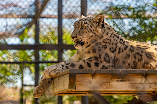 A leopard resting in Assiniboine Park Zoo, Winnipeg, Canada