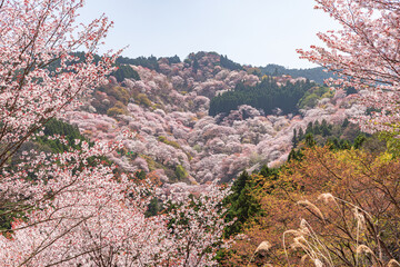奈良県吉野山　満開の桜風景　
