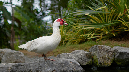 duck by the pond, stone shore, closeup