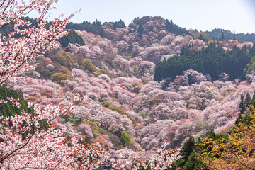 奈良県吉野山　満開の桜風景　  © スプやん