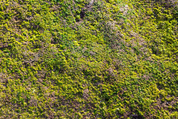 Green moss on the stone floor, green moss closeup, Beautiful background of mossy rock for wallpaper.