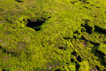 Green moss on the stone floor, green moss closeup, Beautiful background of mossy rock for wallpaper.