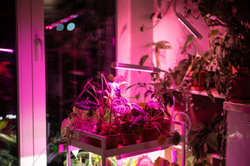 Houseplant on cart under phyto lamp at home, making up for lack of real daylight and sunlight. LED...