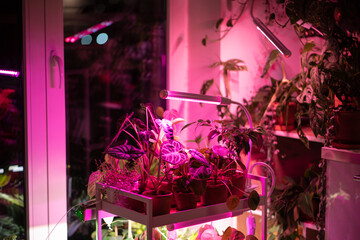 Houseplant on cart under phyto lamp at home, making up for lack of real daylight and sunlight. LED purple pink lamp for supplementary lighting of indoor plant in winter season in apartment. Plant care