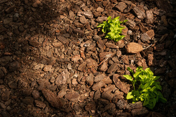 green plants growing on soil