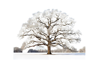 Oak_tree_in_winter
