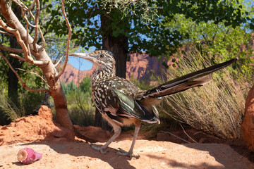 A roadrunner stands near a prickly pear cactus fruit with a cottonwood tree and red sandstone cliffs in the background on a sunny day in Southern Utah, USA.