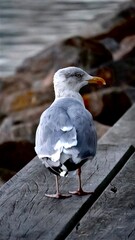 seagull on the pier