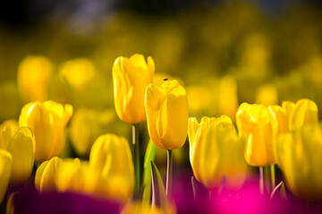 Obraz premium Endless rows of blooming yellow tulips create a striking pattern in a dutch flower field