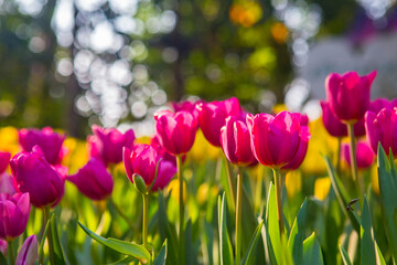 Endless rows of blooming pink tulips create a striking pattern in a dutch flower field