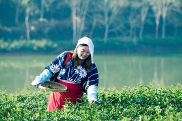 Young japanese women with traditional clothing kimono harvesting green tea leaves on farmland of tea plantation  © Bounpaseuth