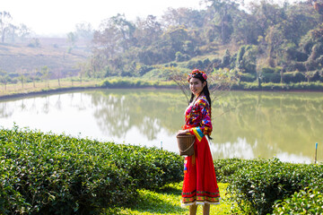 Women in local hill tribe holding young green tea leaves on hill in the evening with sunset ray 