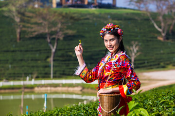 Women in local hill tribe holding young green tea leaves on hill in the evening with sunset ray 