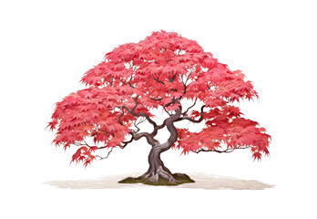 Japanese_maple_in_summer