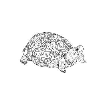 A drawing of a turtle