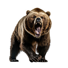 Fototapeta premium Bear roar isolated white background