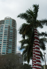 Fototapeta na wymiar Christmas garland wrapped around palm tree near St Pete pier