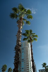 Tall palm trees next to skyscrapers in St Petersburg downtown - 1