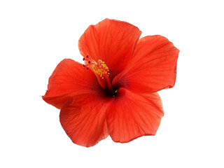red hibiscus flower with yellow pollen isolated on transparent