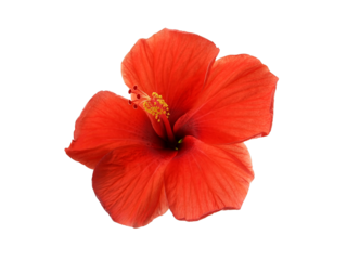 red hibiscus flower with yellow pollen isolated on transparent