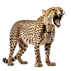 Cheetah roar isolated white background