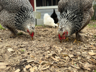 Closeup shot of free range, Dark Brahma Chicken hens pecking the ground for food and bugs on a...