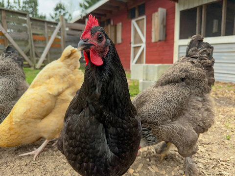 Black, Free range, Australorp Chicken Hen curiously looking at camera with chickens and a chicken coop in the background on a homestead on an overcast day